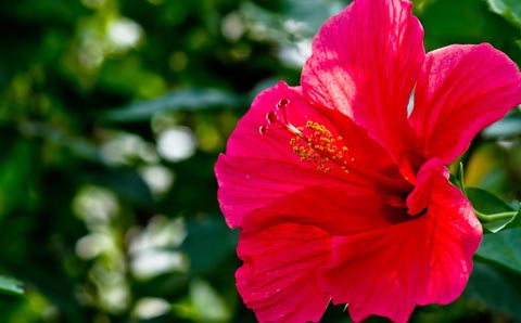 マイレージ選びのポイント②マイル初心者or旅行回数が少ない場合